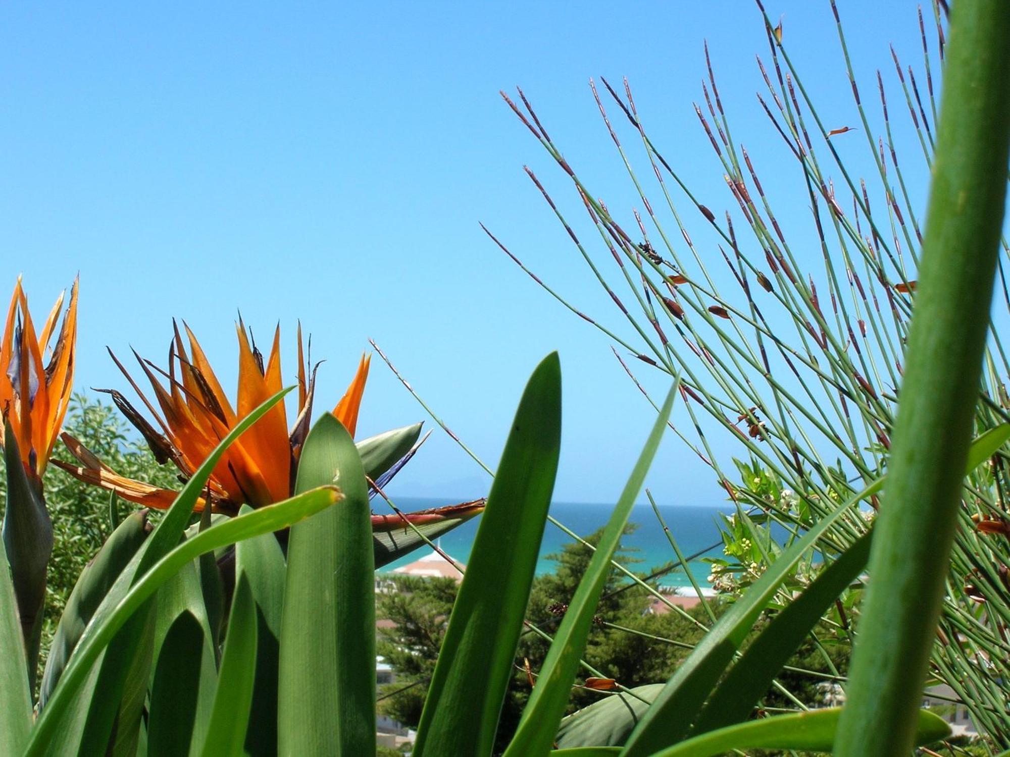 Bluebottle Guesthouse Muizenberg Kültér fotó